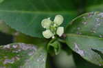 Climbing euonymus